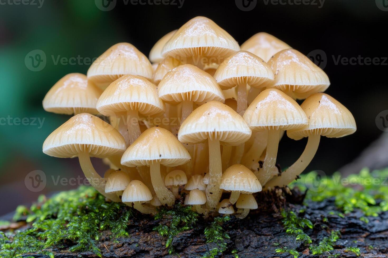 Cluster of yellow mushrooms growing on moss covered log photo