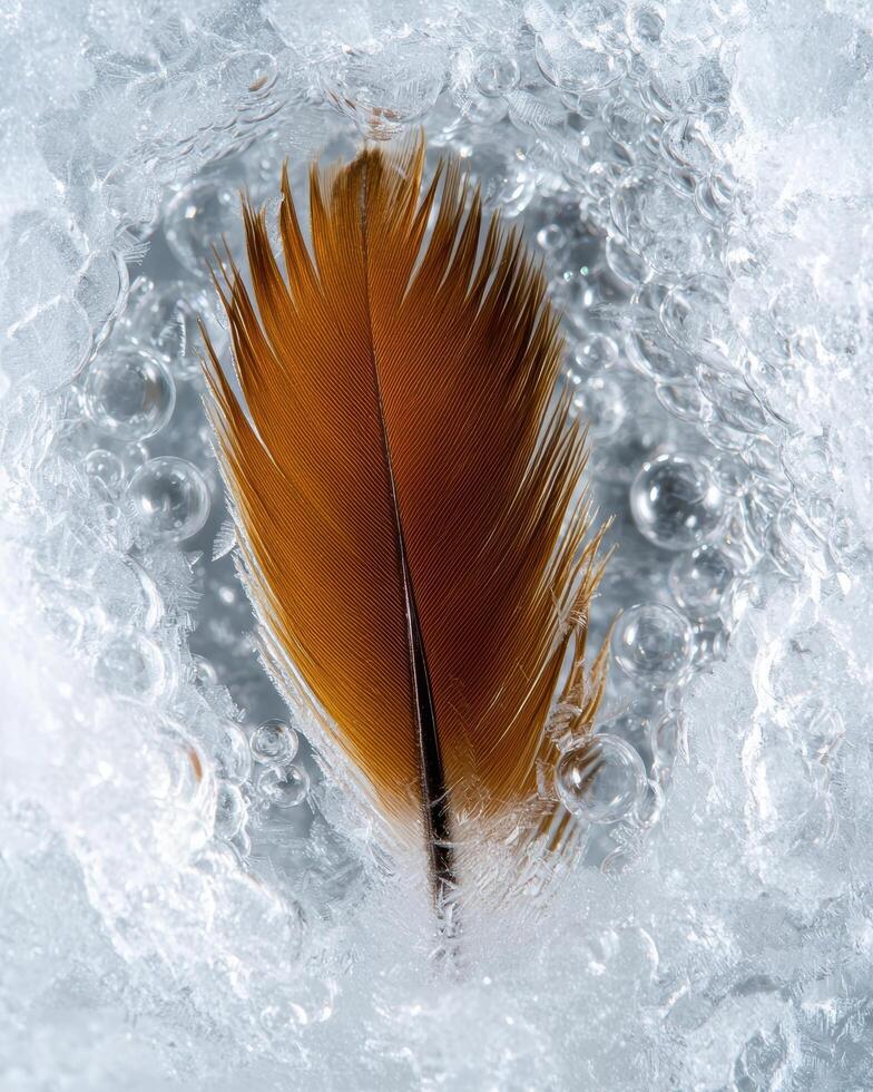 Vibrant feather in icy crystal formation photo