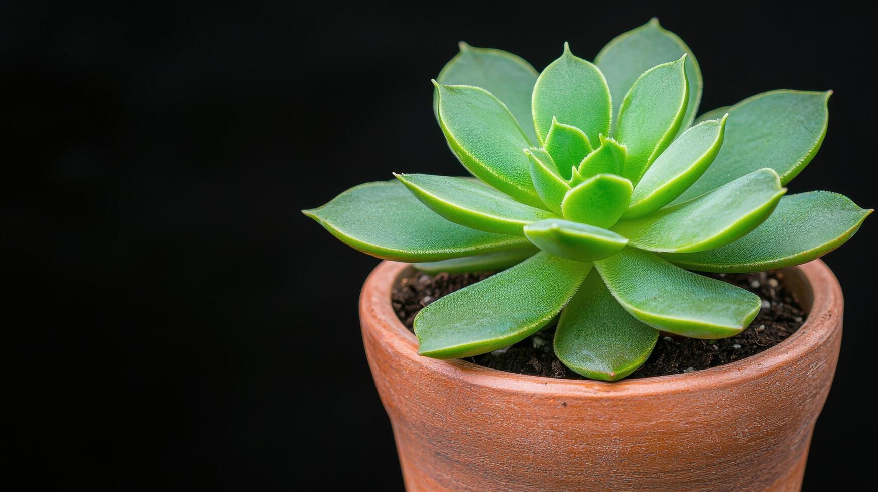 Vibrant green succulent plant in terracotta pot photo