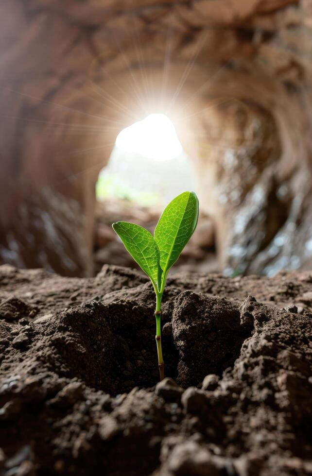 new life sprouting from the earth photo