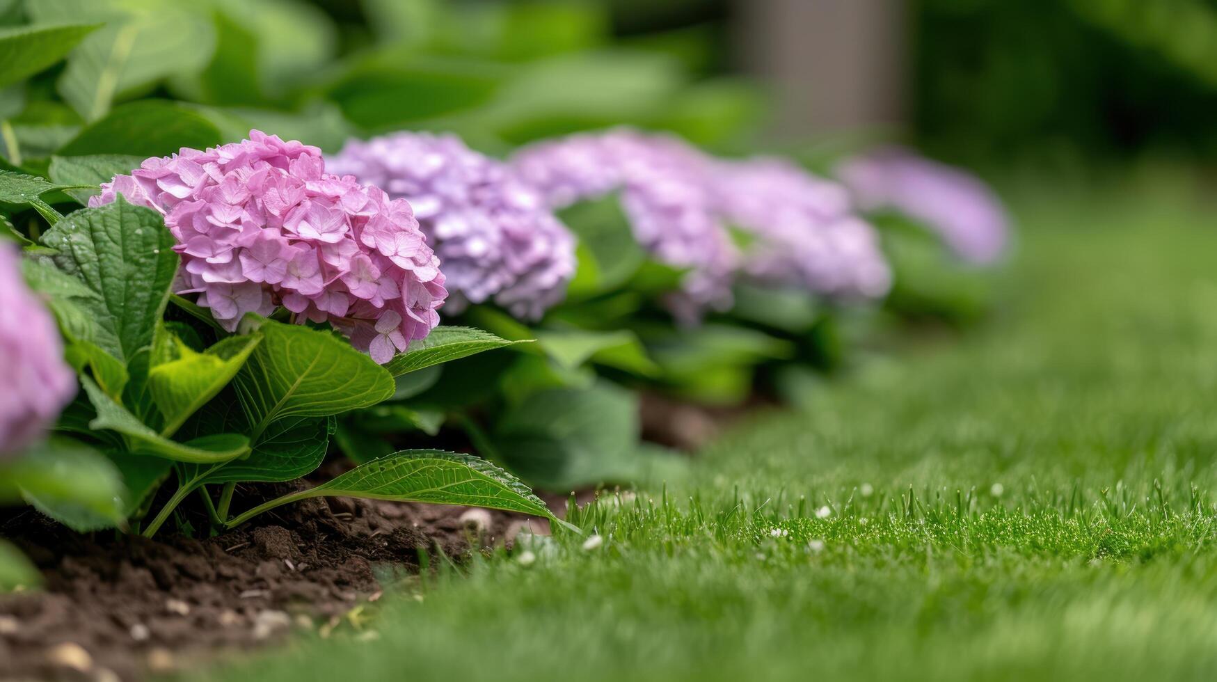 Vibrant pink hydrangea flowers in a lush green garden photo