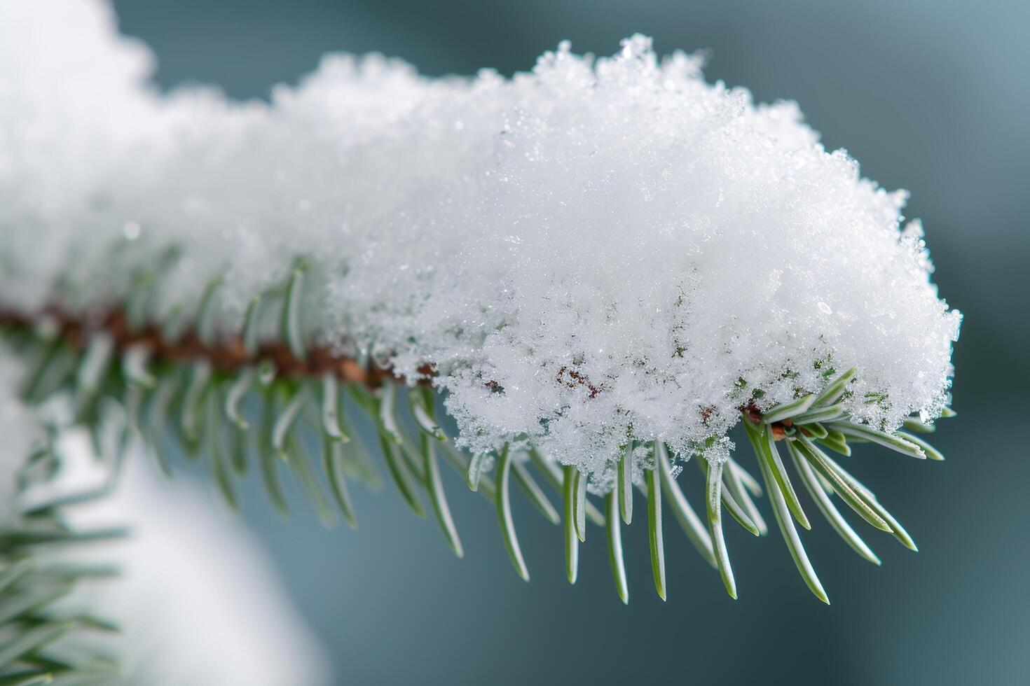 Snowy pine branch covered in frost photo