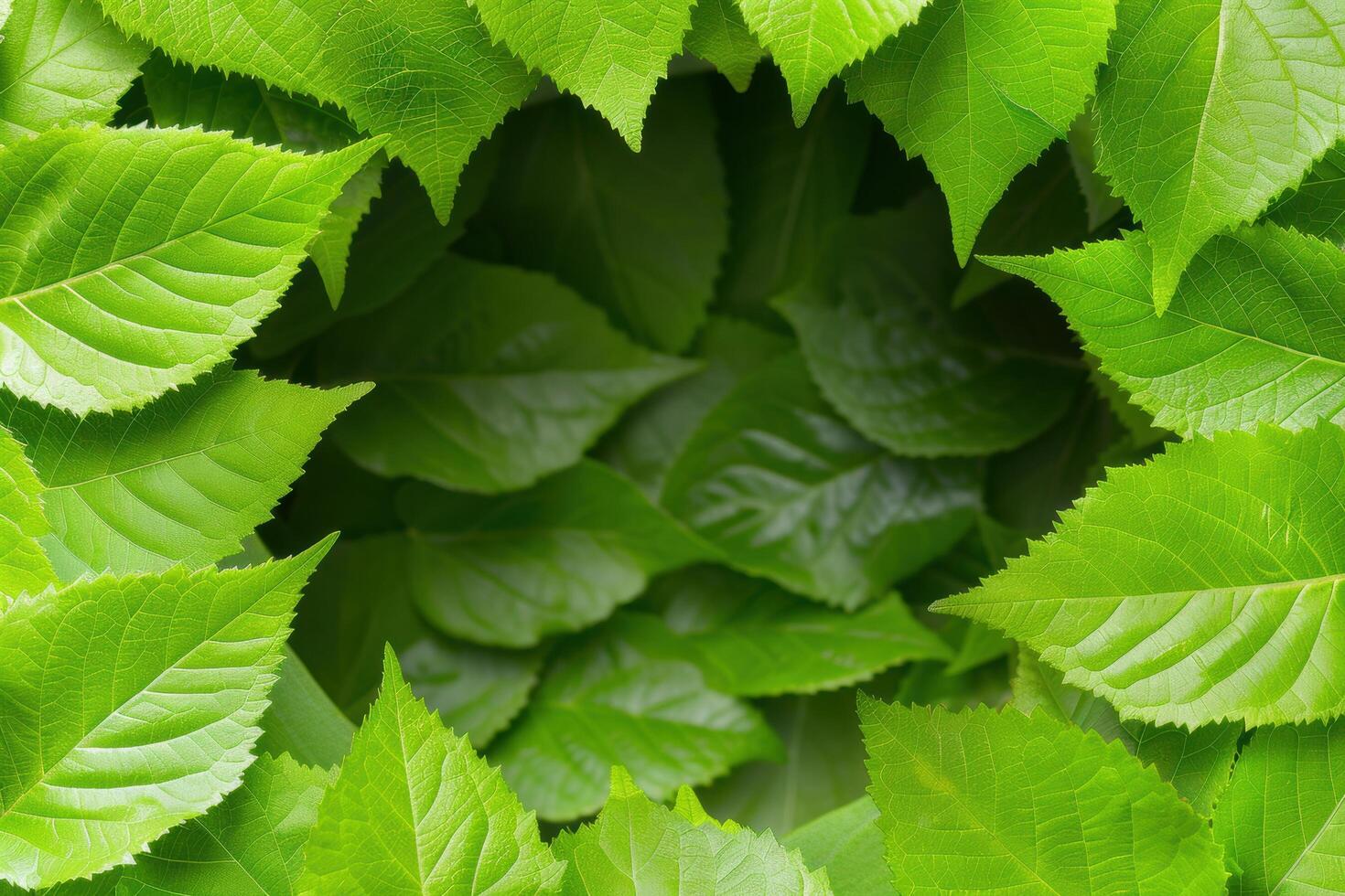 Lush green leaves filling the frame photo