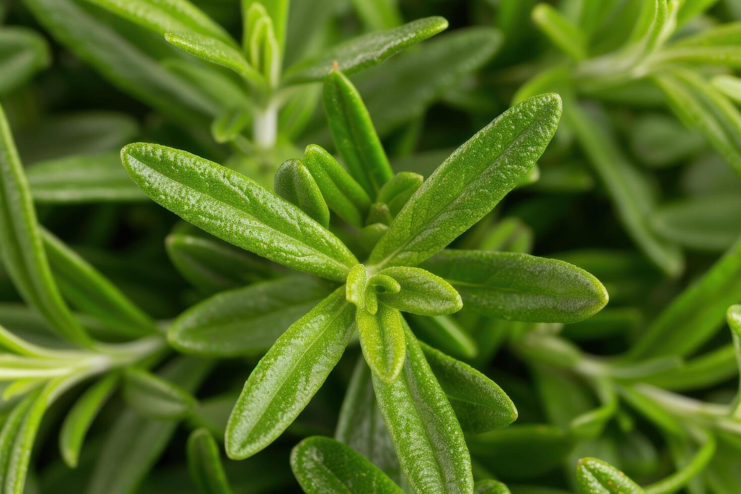 Close up of lush green leaves photo