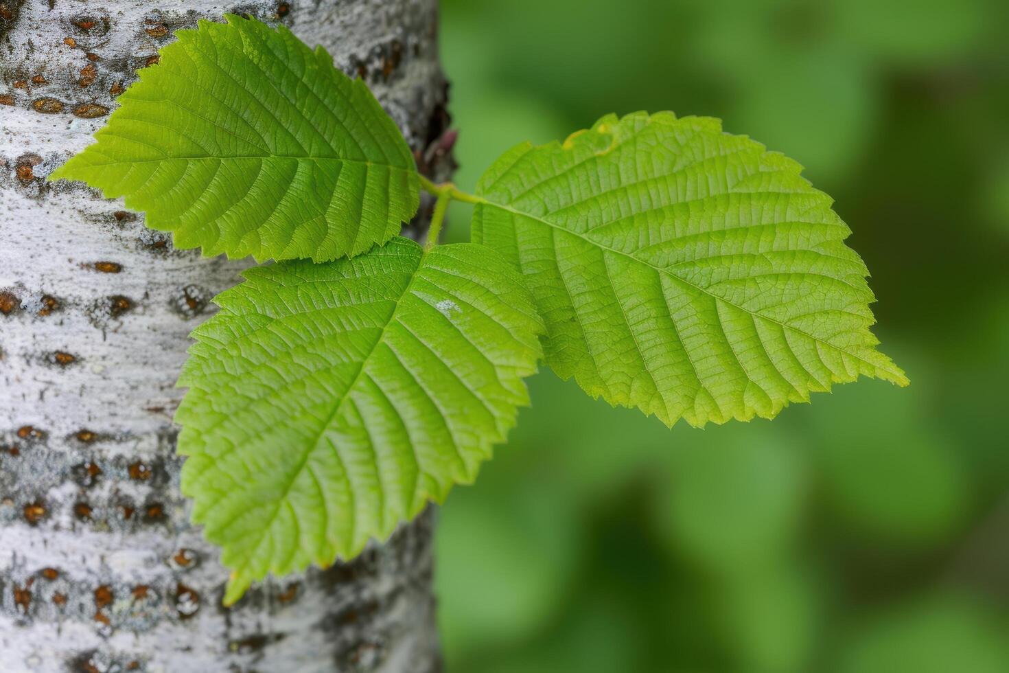 Vibrant green leaves against a birch tree trunk photo