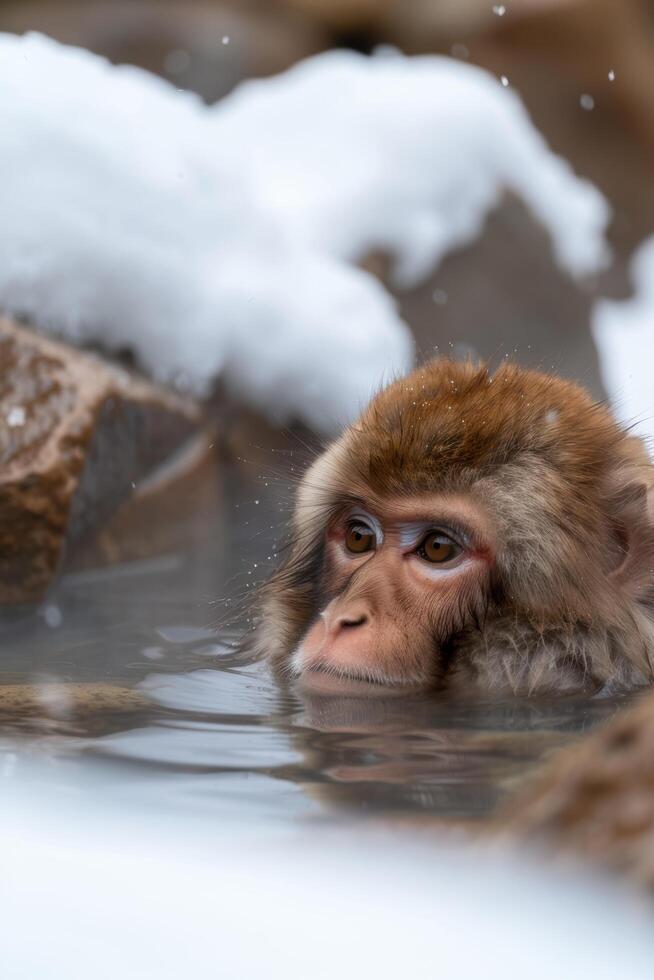 Cute snow monkey relaxing in hot spring photo