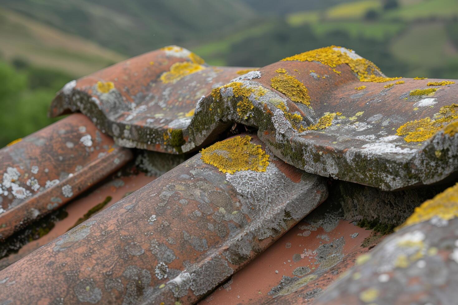 Weathered roof tiles covered in moss and lichen photo