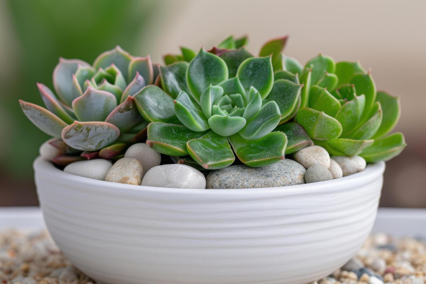 Succulent plant arrangement in white ceramic pot photo