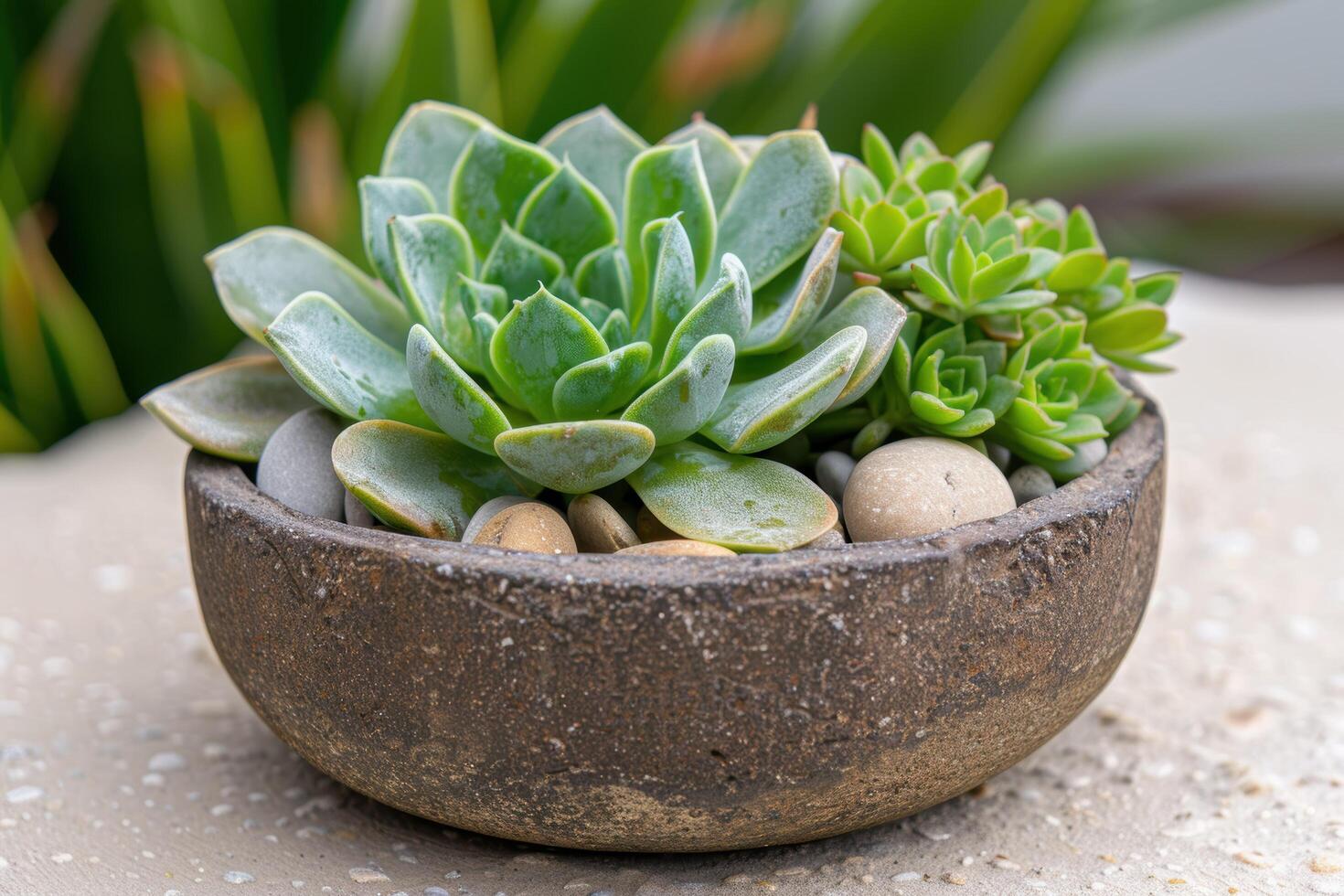 Succulent plants in a rustic ceramic pot photo