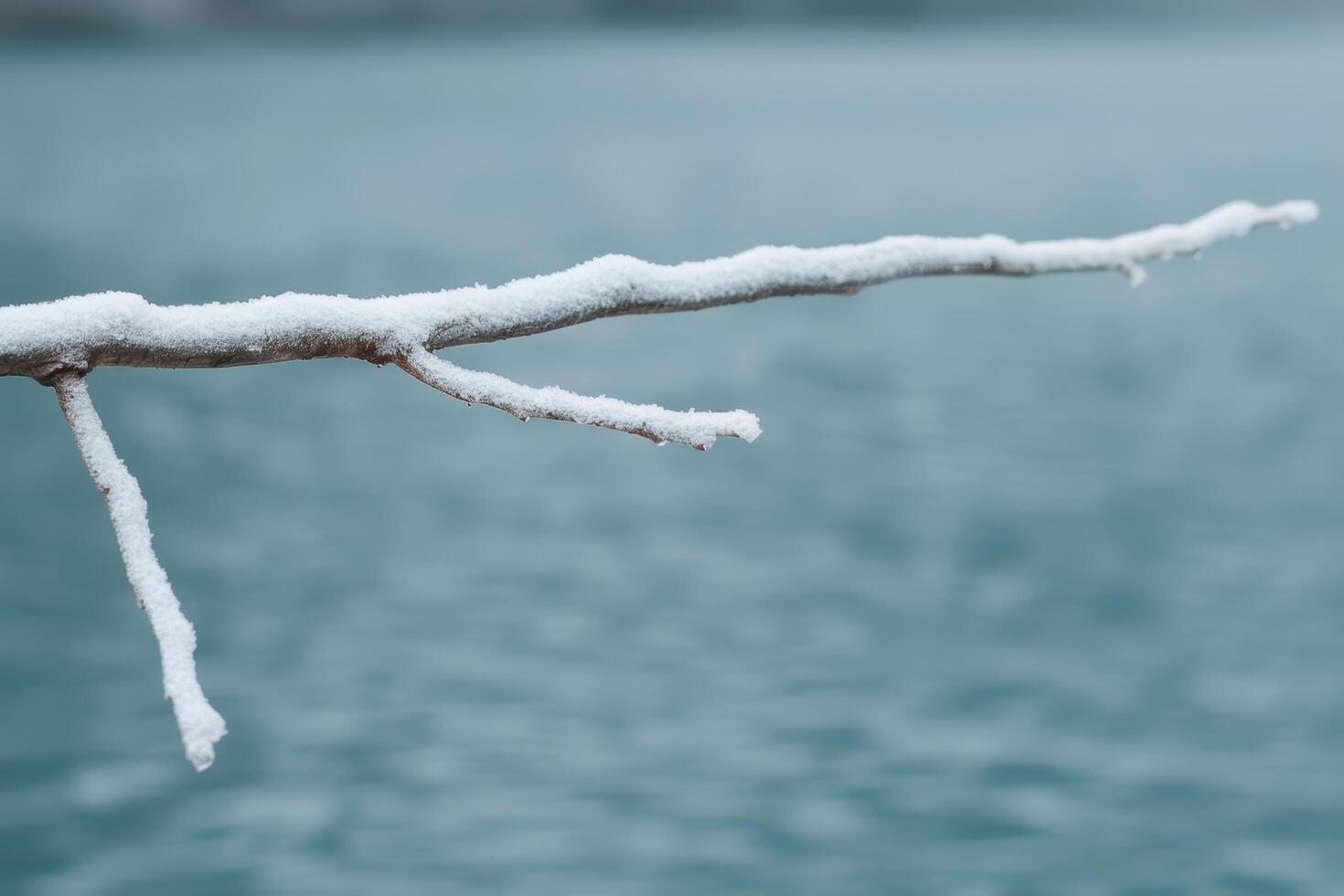 Snowy branch against a blurred teal background photo