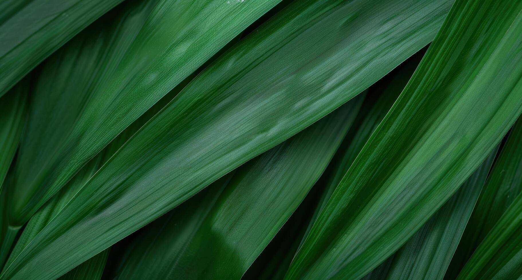 lush green leaves in nature photo