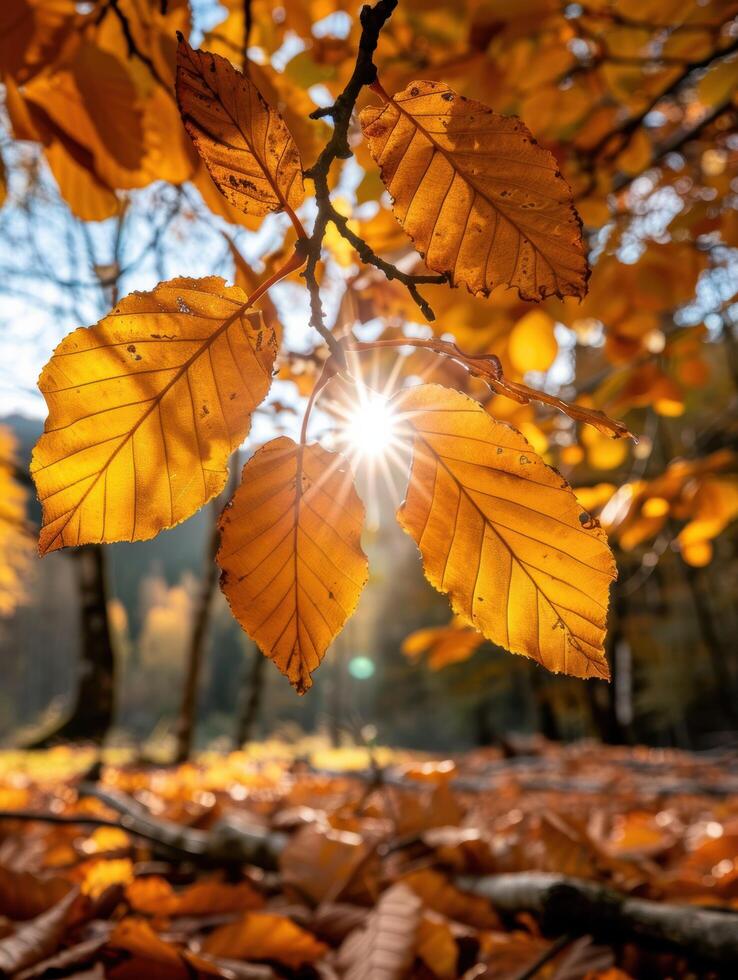 Vibrant autumn leaves with sunlight shining through photo