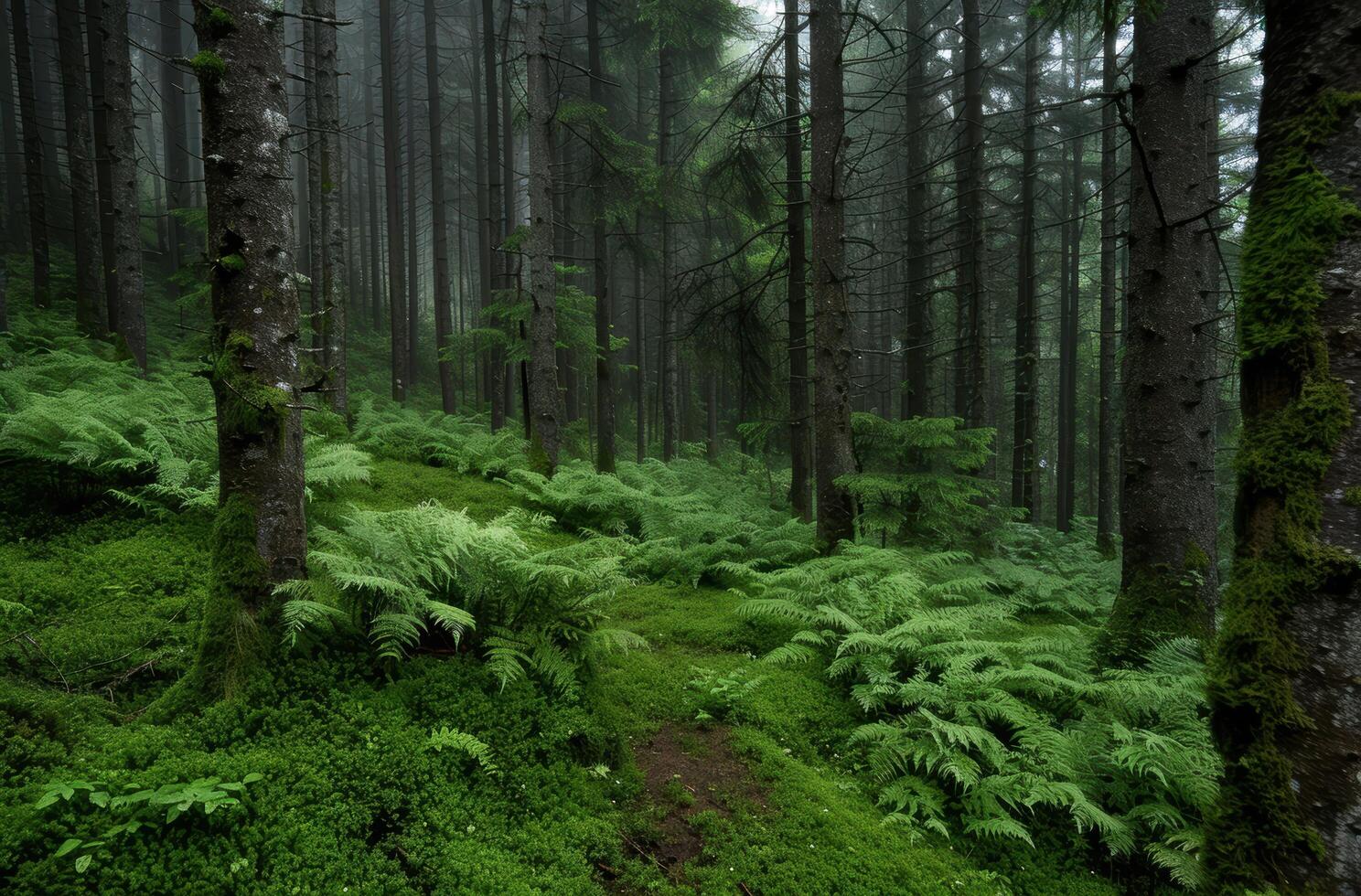 Lush green forest with ferns and moss covered trees photo
