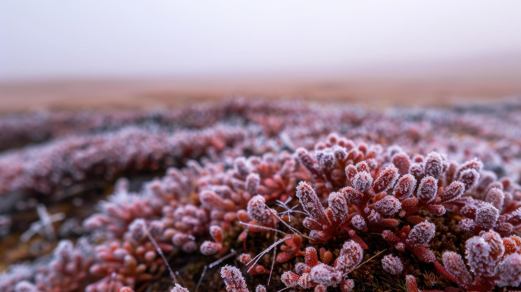 Frosty winter landscape with frozen plants photo