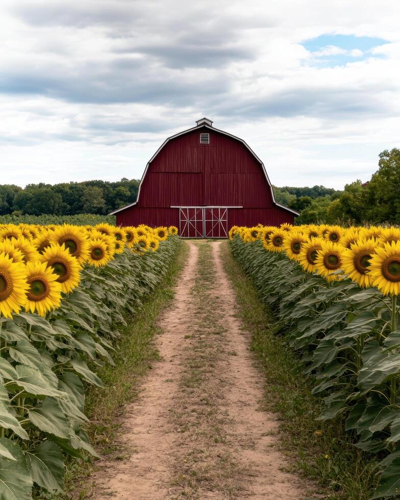 Vibrant sunflower field with red barn photo