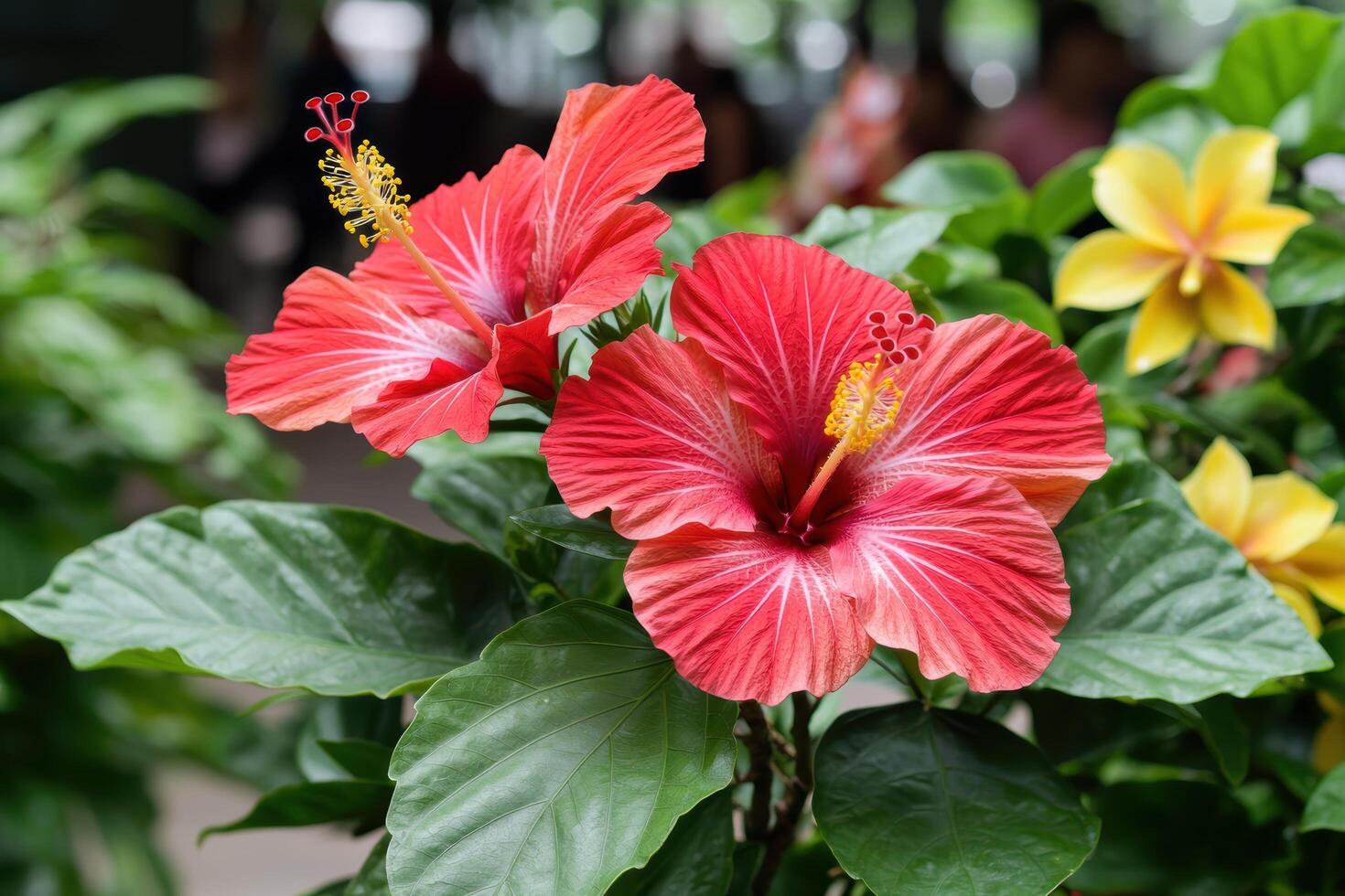 Vibrant red hibiscus flowers in tropical garden photo