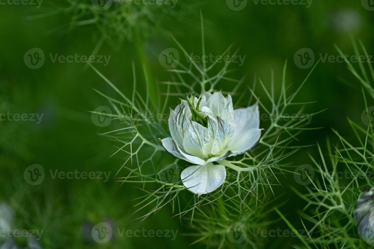 a white flower is growing in the middle of a green field photo