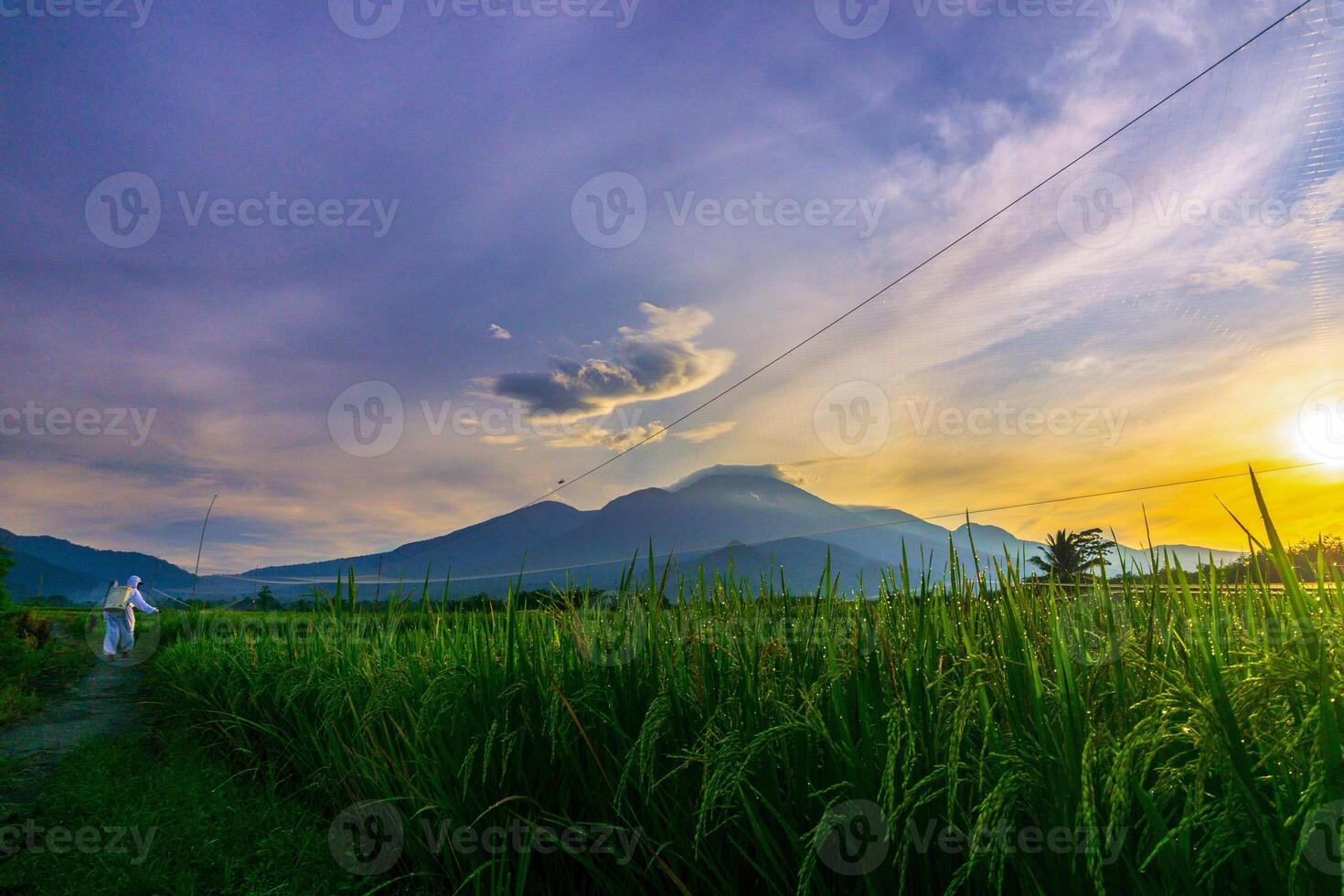 indonesia beauty landscape paddy fields in north bengkulu natural beautiful morning view from Indonesia of mountains and tropical forest photo