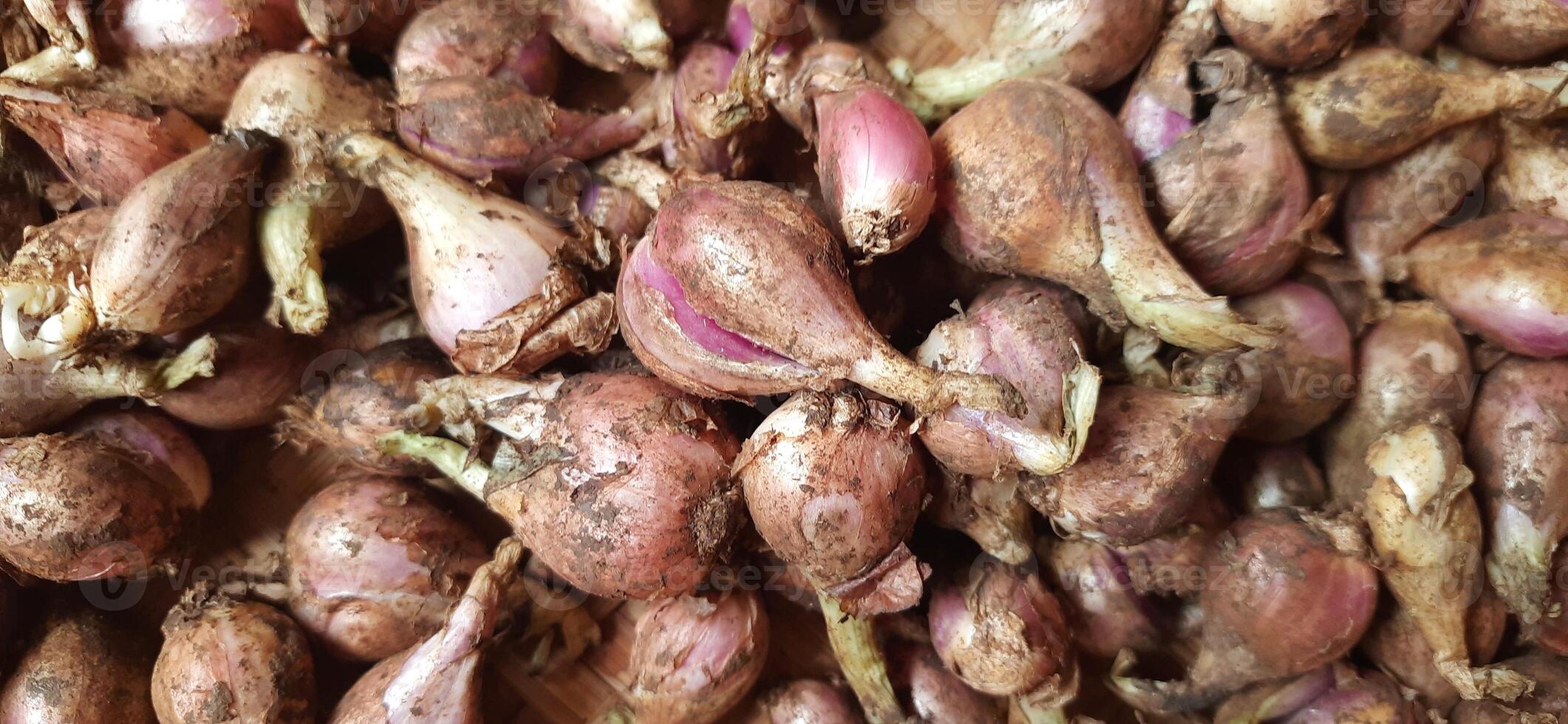 Pile of fresh red onions Sumenep or bawang merah Sumenep background Indonesia. Ready to cooked photo
