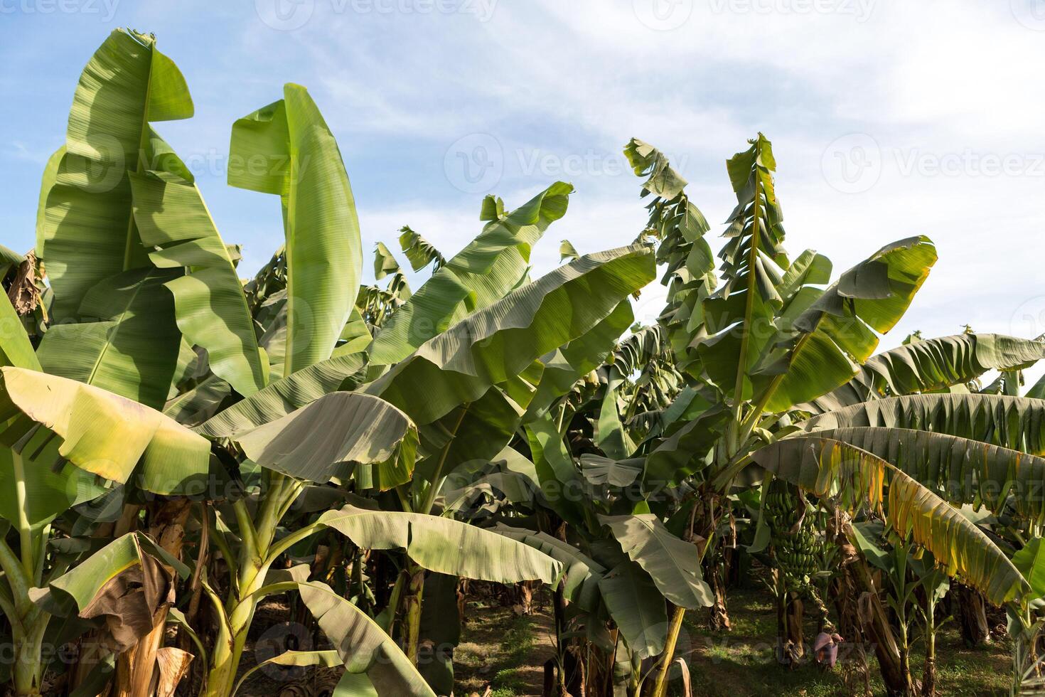 Detail of a banana plantation at Luxor, Egypt. photo