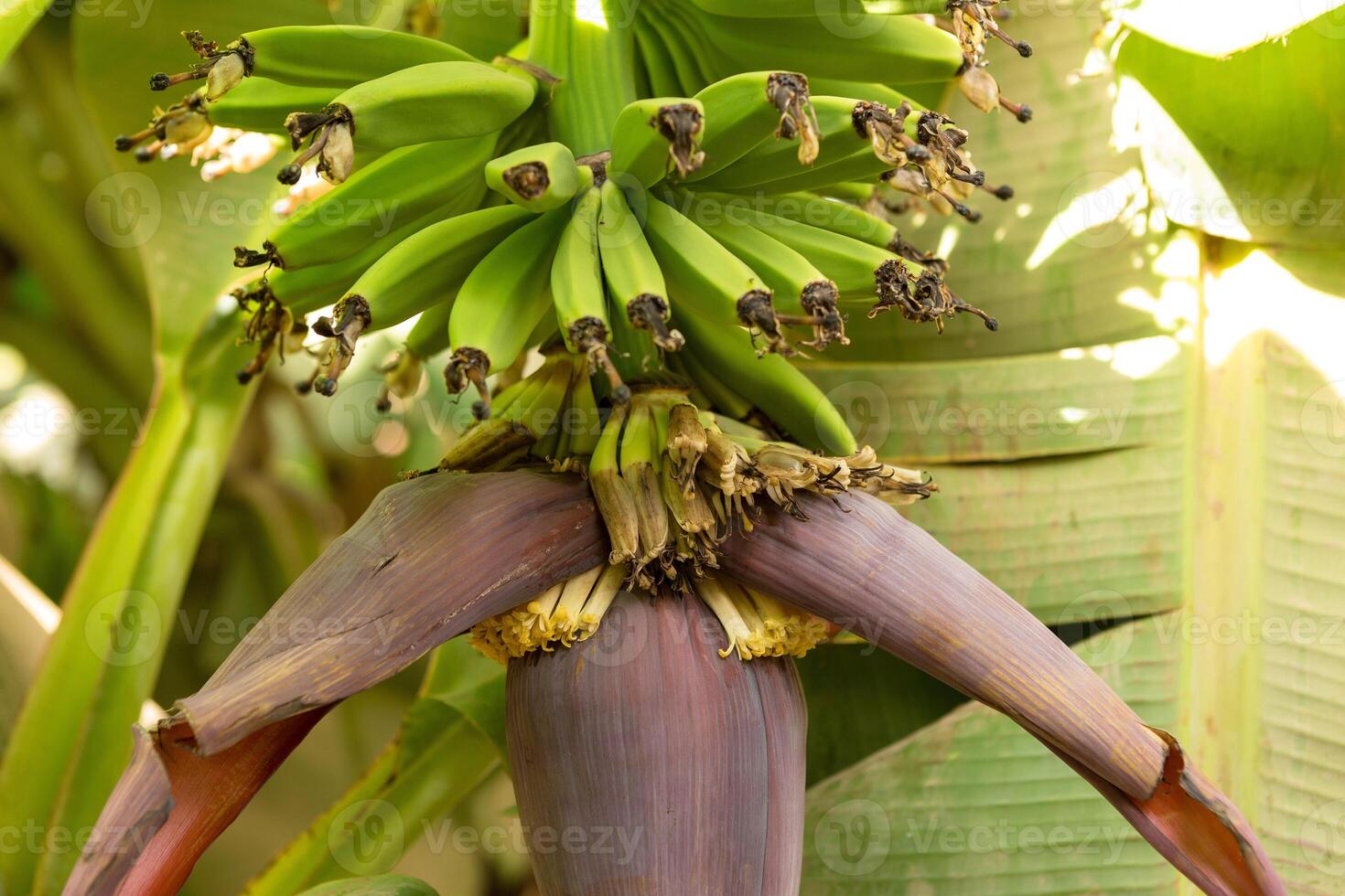 Detail of a banana plantation at Luxor, Egypt. photo