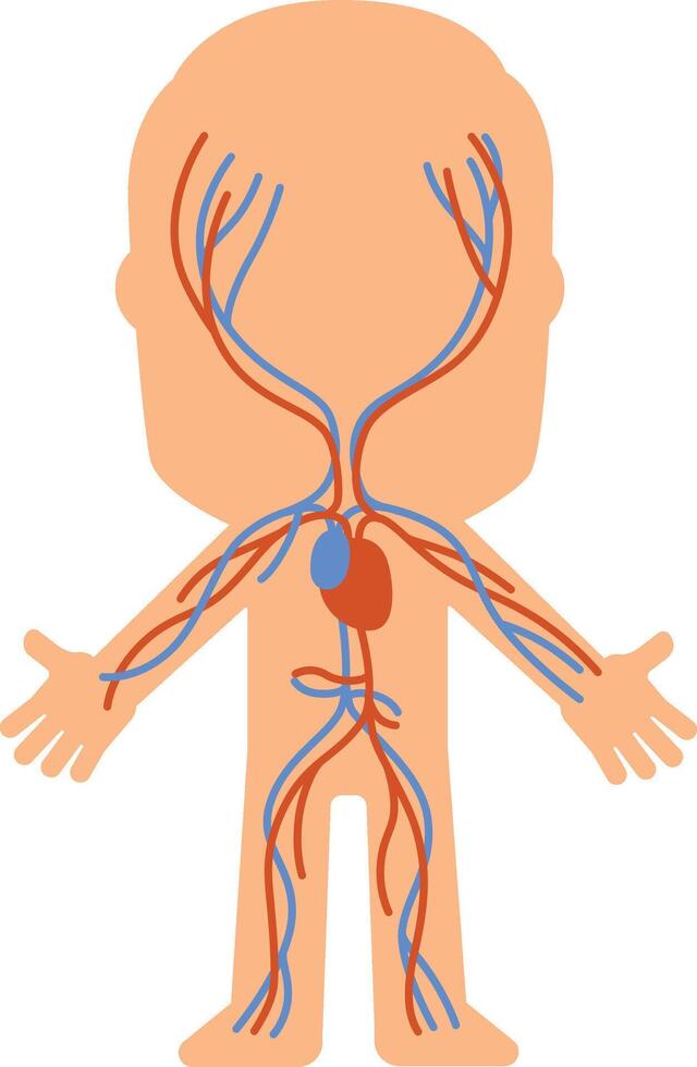 Simplified diagram of the human circulatory system highlighting veins and arteries, providing a clear visual representation for educational purposes vector