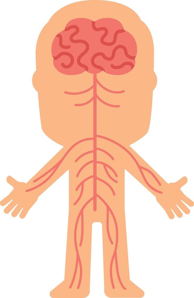 Central nervous system controlling body functions through network of nerves extending from brain to limbs, simplified illustration for educational purposes vector