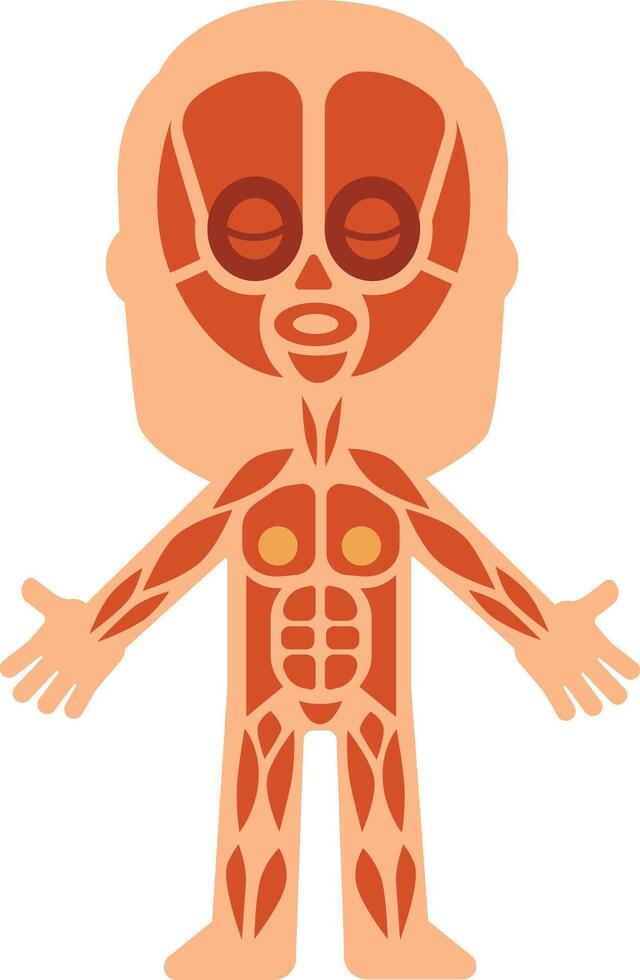 Cartoon human body showing muscular system with muscles highlighted in orange including face muscles, suitable for educational and medical purposes vector