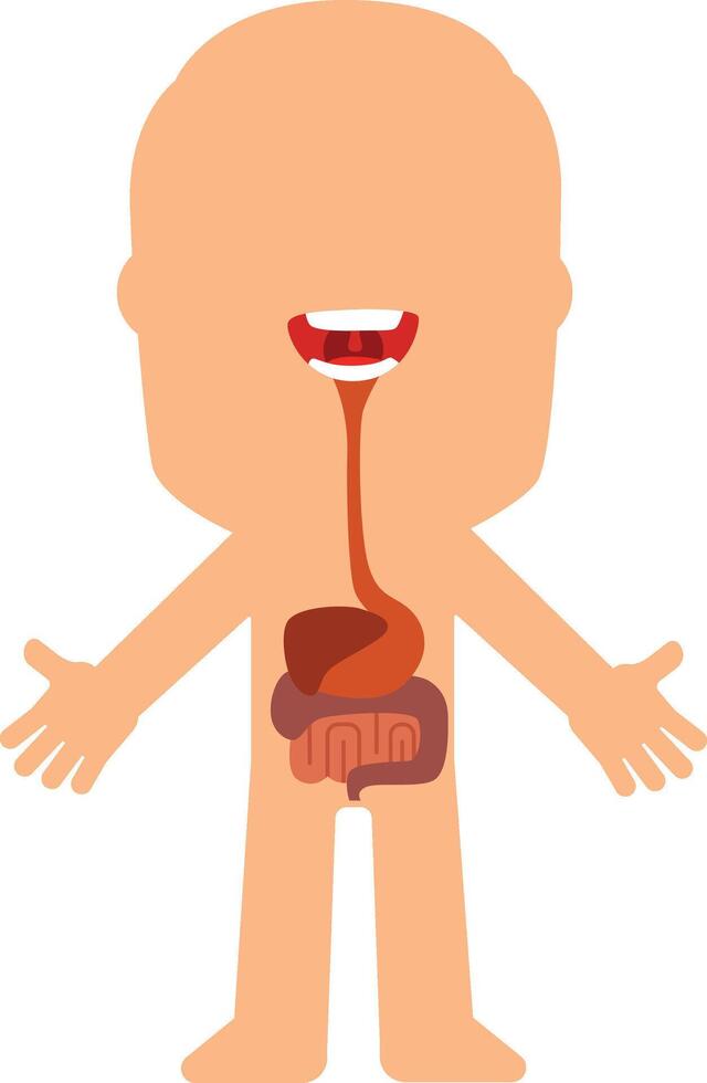 Educational illustration of human digestive system with highlighted inner organs, showing esophagus, stomach, small and large intestine in simple cartoon style vector
