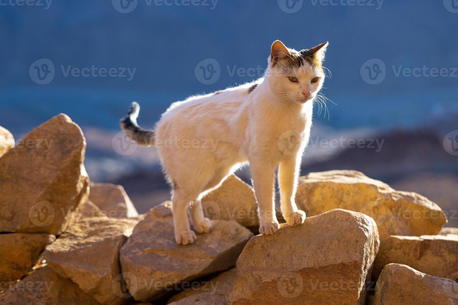 The cat walks along the trail against the backdrop of the mountain of Moses in Egypt photo
