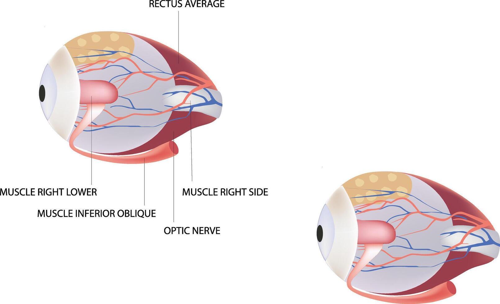 The anatomy of the eye vector