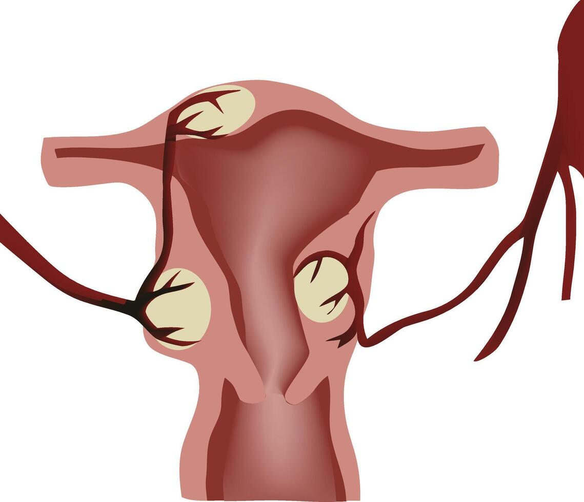 A diagram of the female reproductive system vector