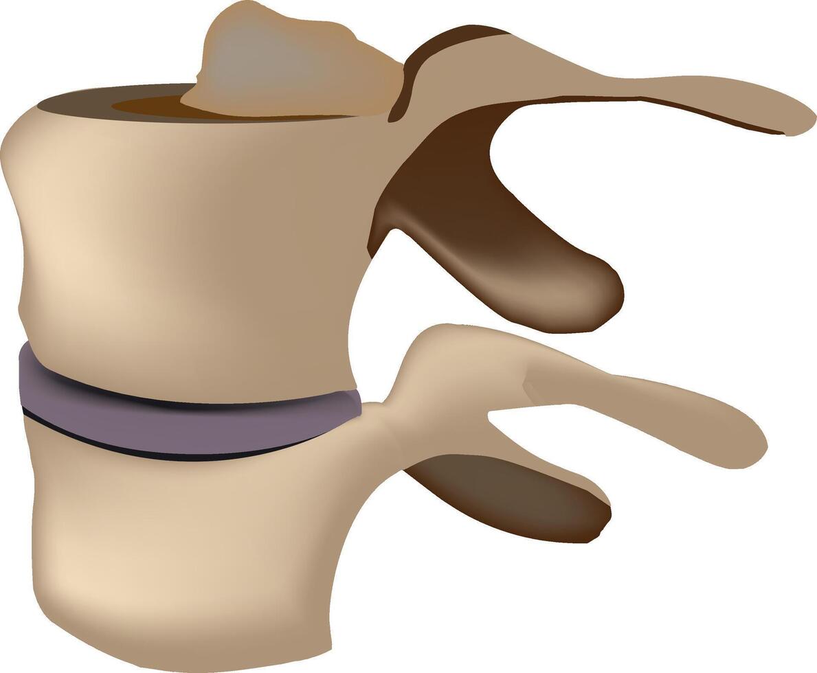 A human spine with a bone in the middle vector