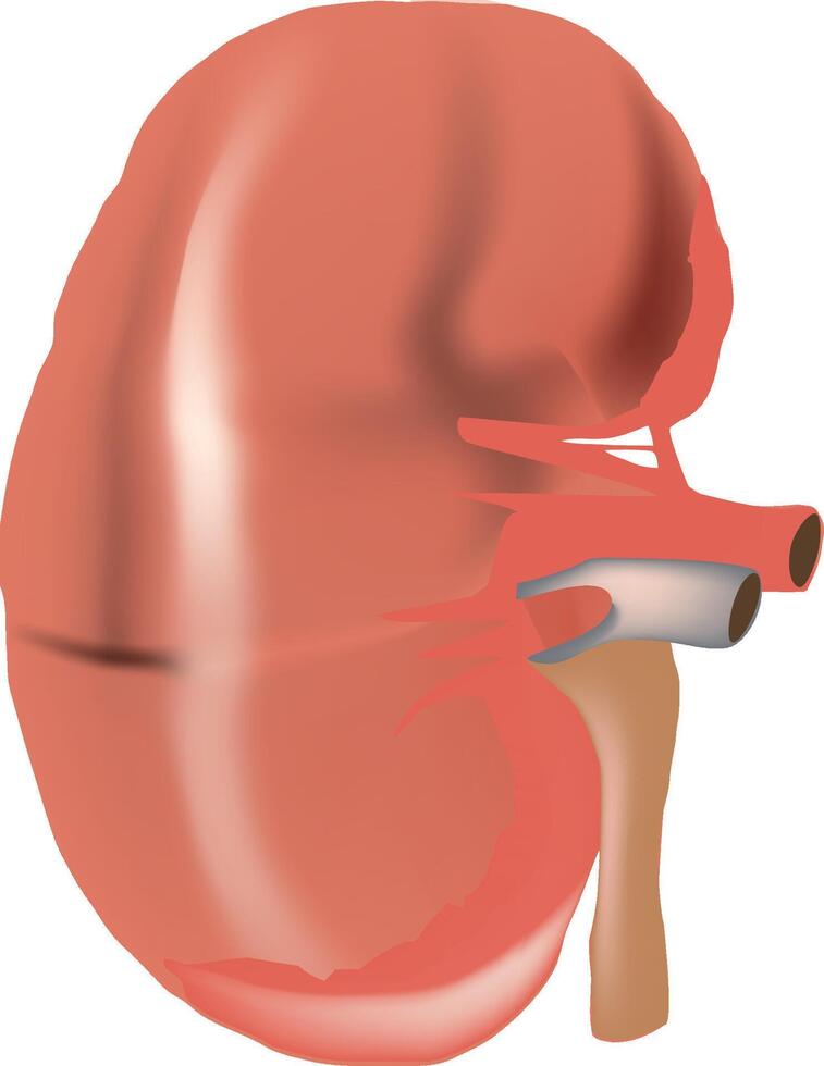 The kidney is shown in this illustration vector