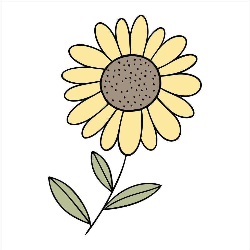 Sunflower watercolor drawing vector