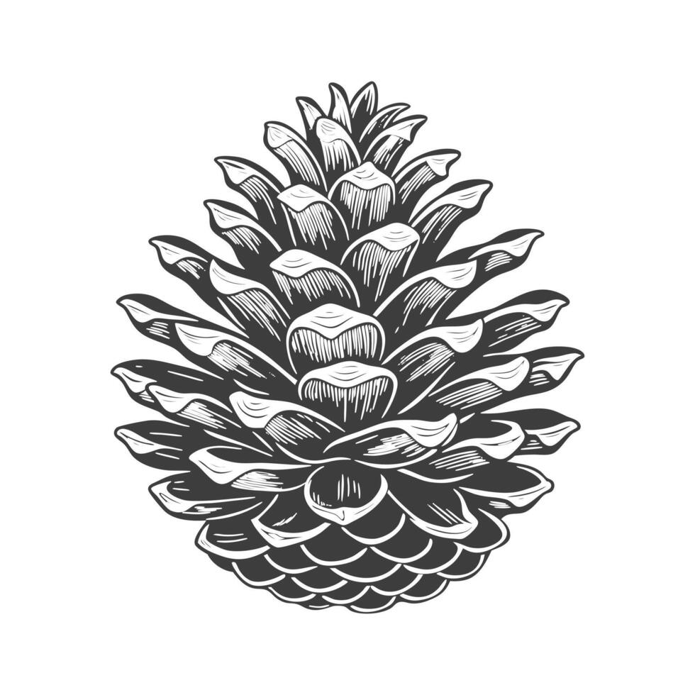 Drawn pine cone on white background. Fir cone. Symbol, design element vector