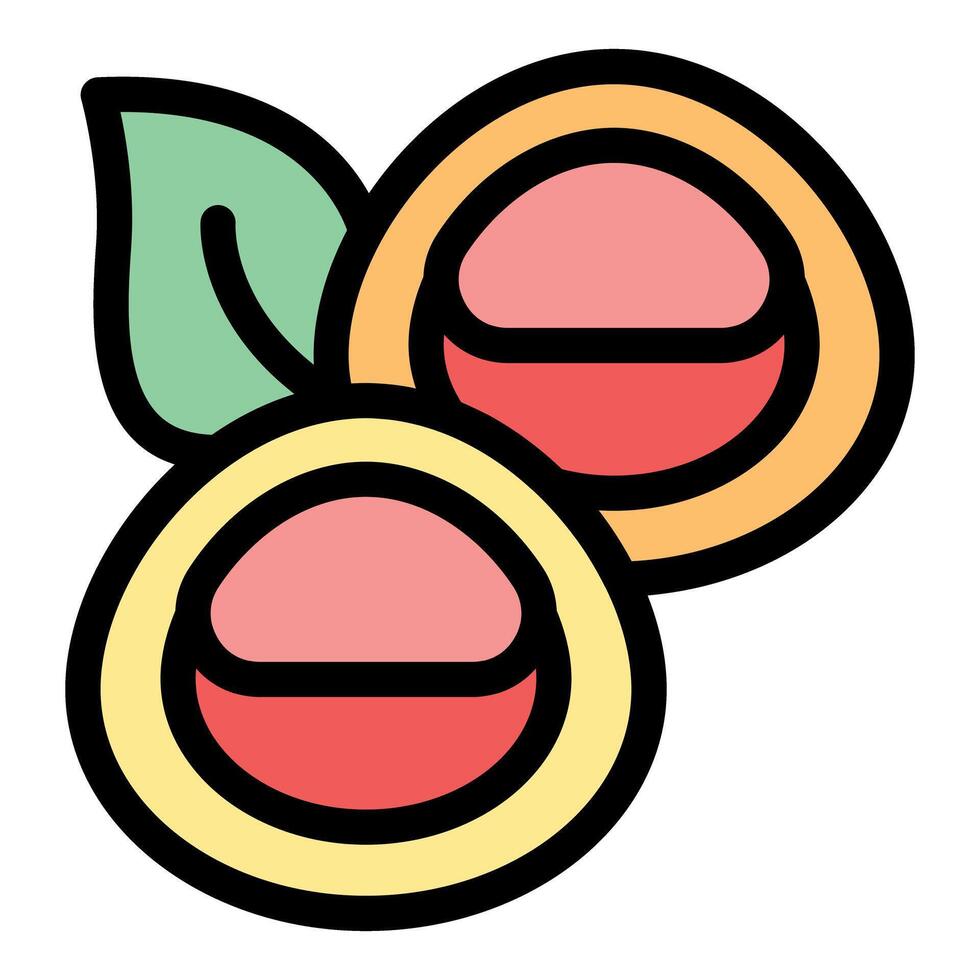 Macadamia nuts showing soft pink and reddish kernel with green leaf vector