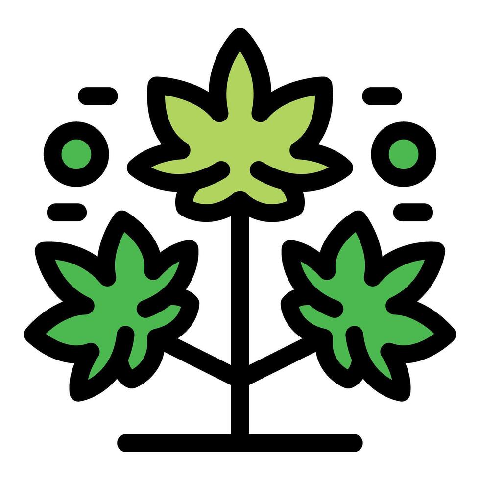 Growing medical cannabis plant with lush green leaves vector