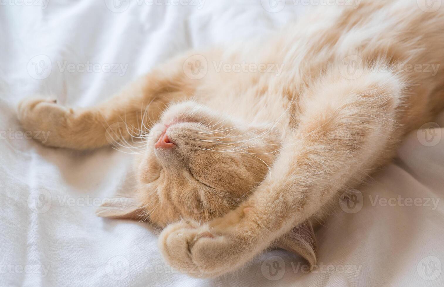 Close-up of a sleeping ginger kitten in bed. Red cat on a white blanket. Relaxing and happy morning. photo