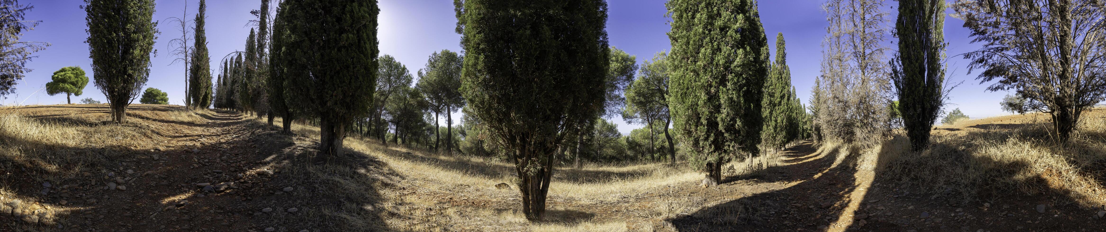 A Beautiful and Serene Landscape Featuring Cypress Trees in a Bright, Sunny Meadow Space photo