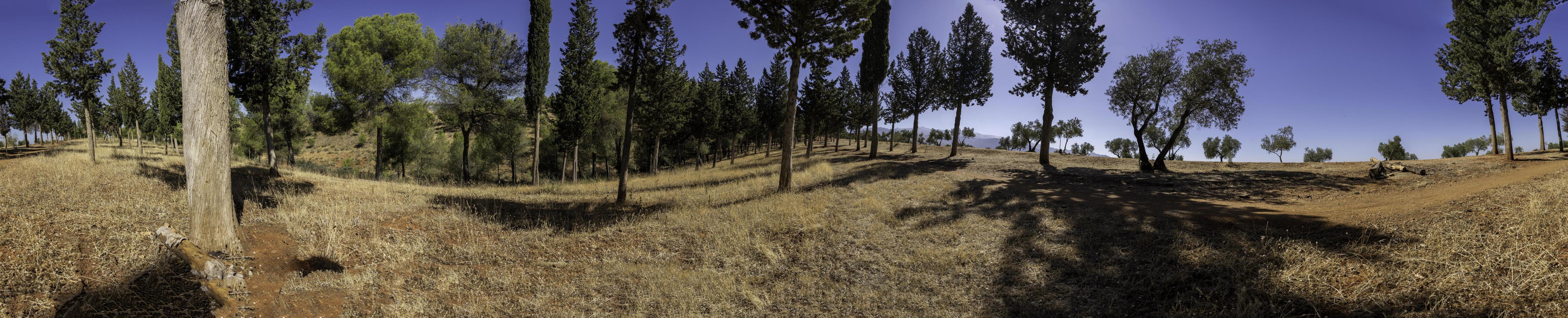 A Serene Forest Landscape featuring Tall Trees and Expansive Clear Blue Skies above photo