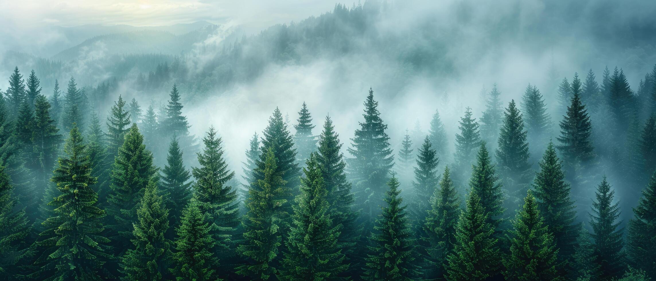 Misty Forest with Tall Pine Trees and Foggy Mountains photo