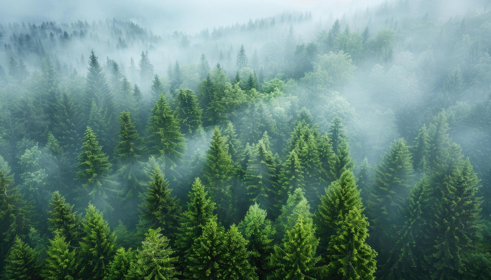 An Aerial View of a Dense Evergreen Forest Cloaked in Mist photo