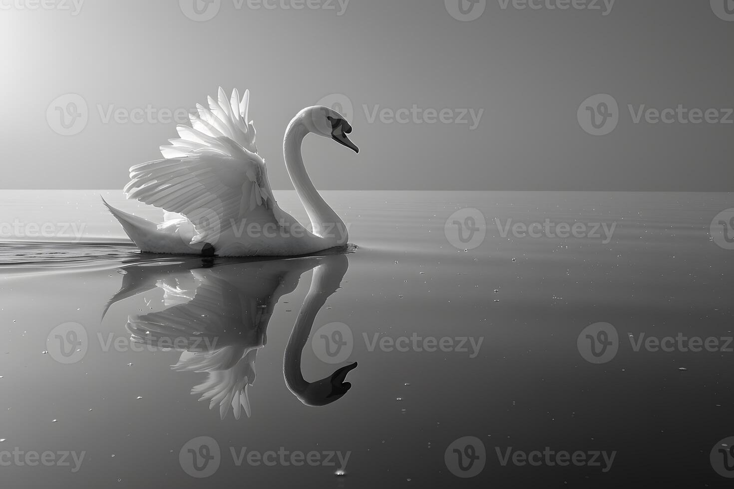 Graceful Swan on Serene Lake with Reflective Water in Misty Morning Light photo