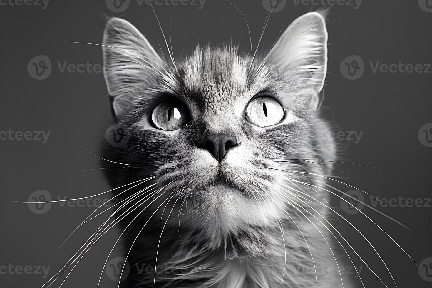 Close-up Portrait of a Curious Cat with Striking Whiskers on a Gray Background photo