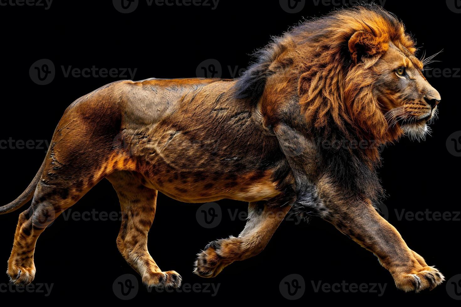 Majestic Lion in Motion on Black Background for Wildlife Photography photo