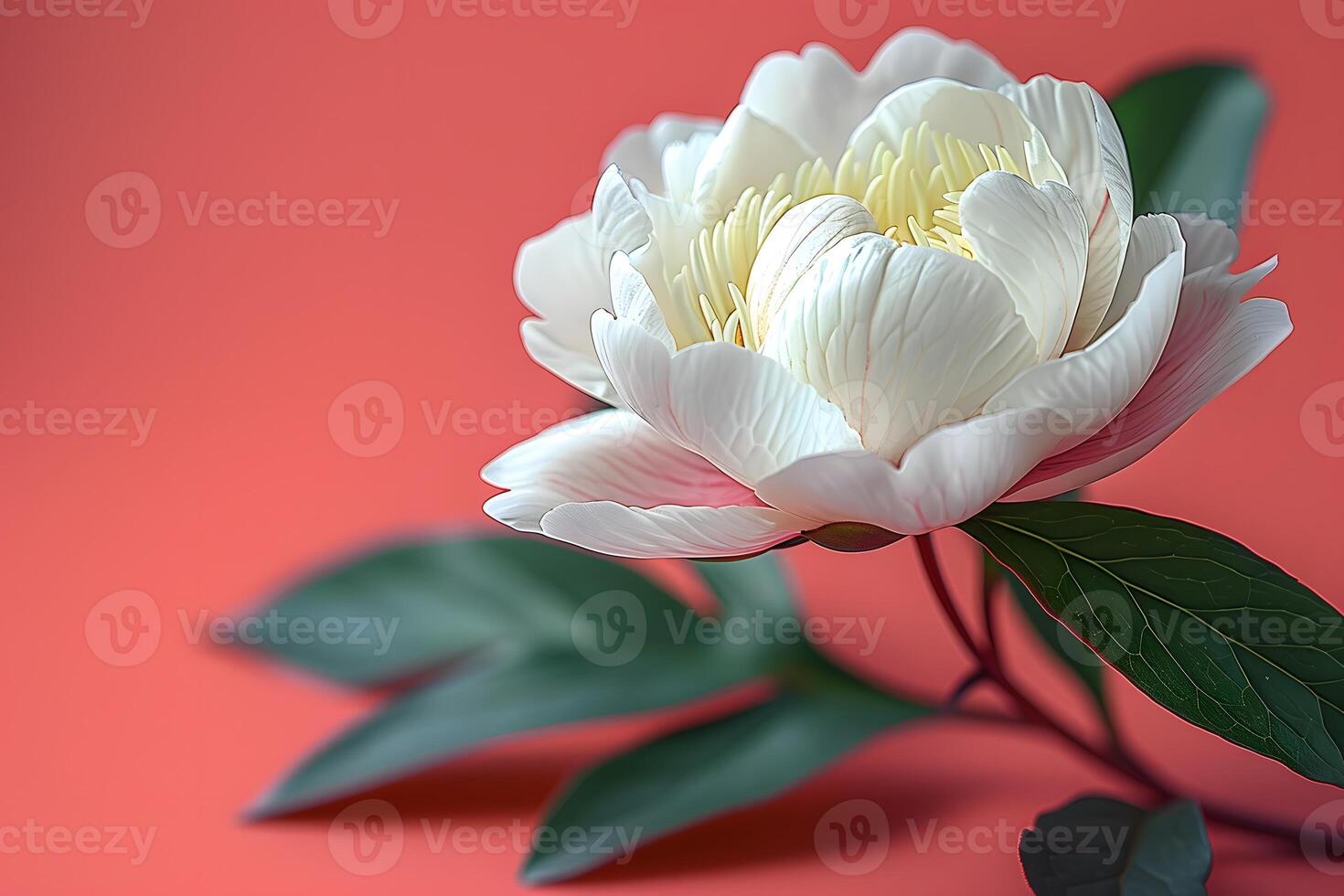 Elegant White Peony on Coral Background - Nature's Tranquility for Decorative and Design Use photo