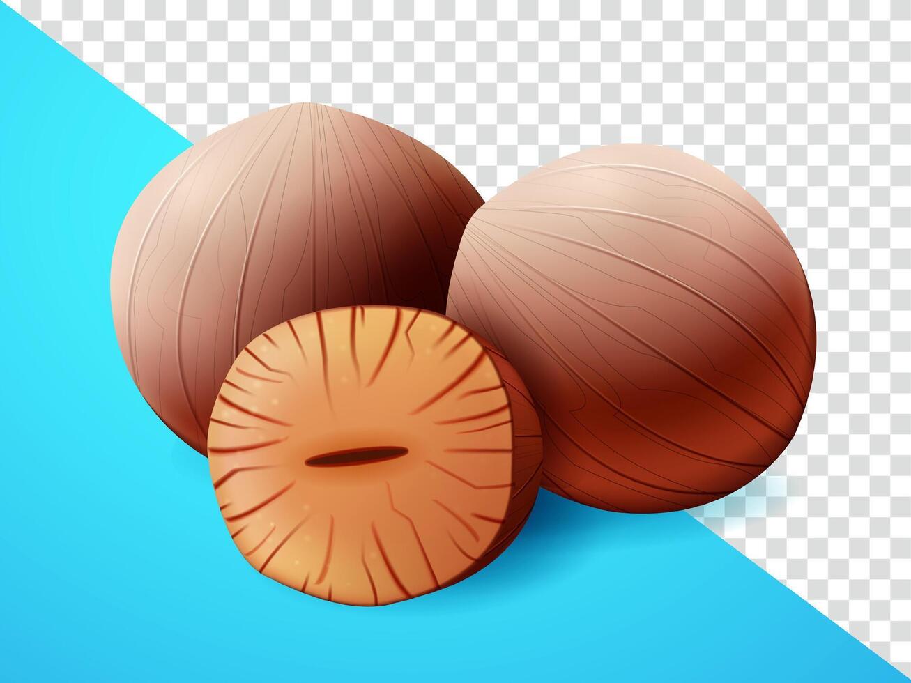 Nutmeg, Suitable for decoration, elements, cooking spices and advertising vector