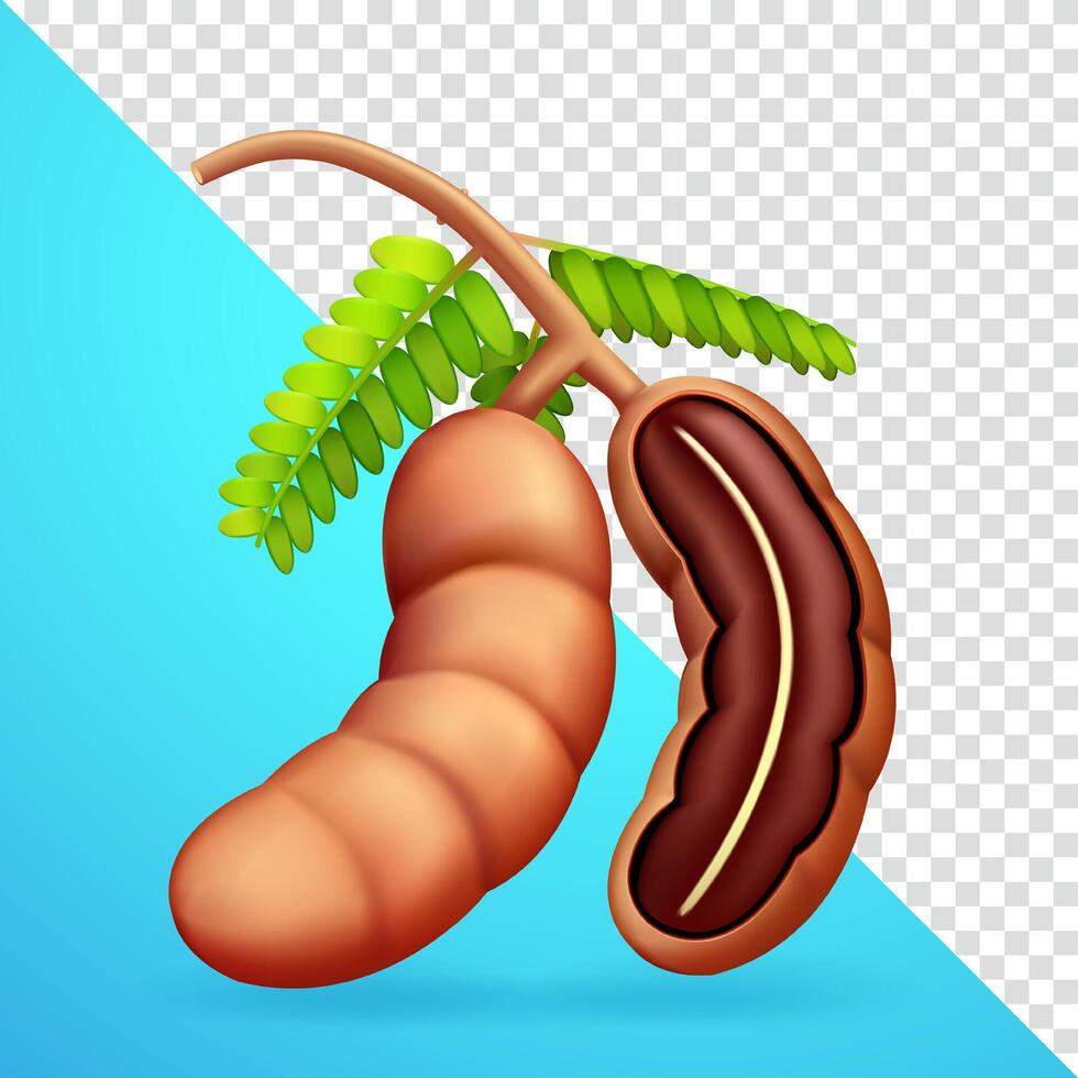 Tamarind,Suitable for decoration, elements, cooking spices and advertising vector