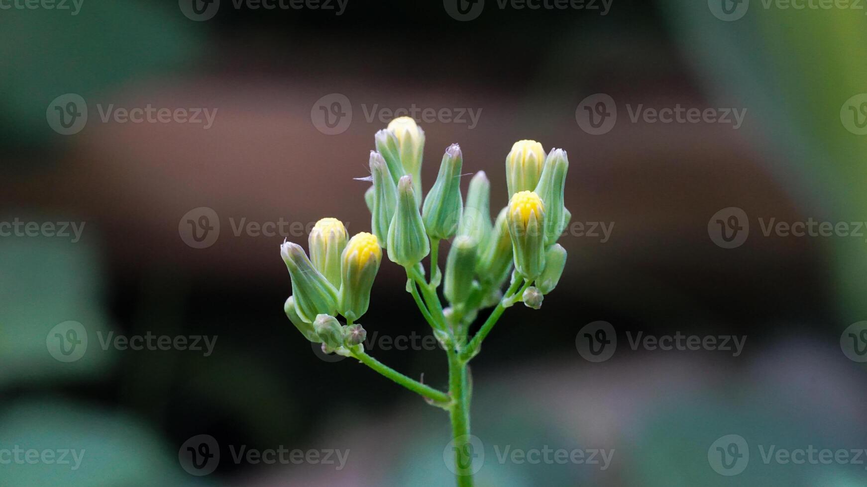 Groundsel wildflower that has a number of alternative names, such as old-man-in-the-Spring photo